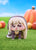 Trickcal:Chibi Go POP UP PARADE Petite Speaki