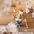 MEGAHOUSE Genshin Lookup Gorou with Gift