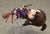 Nendoroid 'Little Witch Academia' Atsuko Kagari Re-run