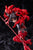 Fate/EXTRA Last Encore Tohsaka Rin Battle Mode